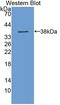 Aldehyde Dehydrogenase 3 Family Member A1 antibody, LS-C373308, Lifespan Biosciences, Western Blot image 