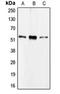 Cell Division Cycle 20 antibody, orb213699, Biorbyt, Western Blot image 