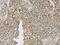 EDIL3 antibody, CSB-PA931107, Cusabio, Immunohistochemistry paraffin image 