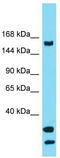 Ubiquitin Specific Peptidase 54 antibody, TA334799, Origene, Western Blot image 