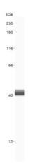 Arginase 1 antibody, NB100-59740, Novus Biologicals, Western Blot image 