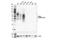 SLAM Family Member 7 antibody, 98611S, Cell Signaling Technology, Western Blot image 