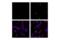 Transmembrane Protein 173 antibody, 50907S, Cell Signaling Technology, Immunofluorescence image 