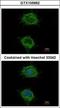 NADH:Ubiquinone Oxidoreductase Subunit S4 antibody, GTX105662, GeneTex, Immunocytochemistry image 