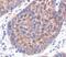 Eukaryotic Translation Initiation Factor 4 Gamma 1 antibody, PA5-17422, Invitrogen Antibodies, Immunohistochemistry paraffin image 