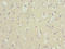 Brain Expressed X-Linked 3 antibody, LS-C675420, Lifespan Biosciences, Immunohistochemistry paraffin image 