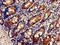 FKBP Prolyl Isomerase 3 antibody, LS-C369632, Lifespan Biosciences, Immunohistochemistry paraffin image 