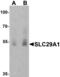 Solute Carrier Family 29 Member 1 (Augustine Blood Group) antibody, MBS153682, MyBioSource, Western Blot image 