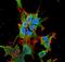 Trafficking Kinesin Protein 2 antibody, NBP2-59333, Novus Biologicals, Immunocytochemistry image 