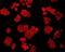 RXR gamma antibody, orb378407, Biorbyt, Immunofluorescence image 