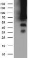 TRNA Methyltransferase 2 Homolog A antibody, TA505524BM, Origene, Western Blot image 