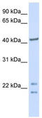 Uncharacterized protein C16orf48 antibody, TA339180, Origene, Western Blot image 