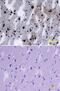 Sortilin Related Receptor 1 antibody, MAB5699, R&D Systems, Immunohistochemistry frozen image 