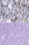 SORL1 antibody, MAB5699, R&D Systems, Immunohistochemistry frozen image 