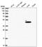 Acyl-CoA Thioesterase 2 antibody, HPA043705, Atlas Antibodies, Western Blot image 