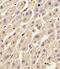 Annexin A2 antibody, 62-900, ProSci, Immunohistochemistry frozen image 