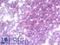 Holocytochrome C Synthase antibody, LS-B10025, Lifespan Biosciences, Immunohistochemistry frozen image 