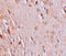 WIZ Zinc Finger antibody, 6117, ProSci, Immunohistochemistry paraffin image 