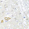 Methylcrotonoyl-CoA Carboxylase 2 antibody, A06515, Boster Biological Technology, Immunohistochemistry frozen image 