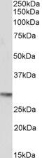 POU Class 5 Homeobox 1 antibody, 45-991, ProSci, Enzyme Linked Immunosorbent Assay image 