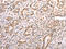 Thioredoxin antibody, CSB-PA973727, Cusabio, Immunohistochemistry frozen image 