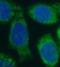 Nitric oxide synthase antibody, FNab04325, FineTest, Immunofluorescence image 
