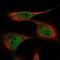 Migration And Invasion Inhibitory Protein antibody, NBP1-87394, Novus Biologicals, Immunofluorescence image 