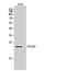 RNA Polymerase III Subunit H antibody, STJ95183, St John