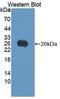Vascular Endothelial Growth Factor B antibody, LS-C729769, Lifespan Biosciences, Western Blot image 