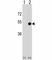 CD1d Molecule antibody, F45250-0.4ML, NSJ Bioreagents, Western Blot image 