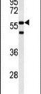 Actin Related Protein 5 antibody, PA5-26274, Invitrogen Antibodies, Western Blot image 