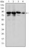 X-ray repair cross-complementing protein 5 antibody, AM06649SU-N, Origene, Western Blot image 