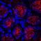 Gastrokine 1 antibody, MAB7287, R&D Systems, Immunohistochemistry frozen image 