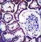 Thioredoxin Domain Containing 15 antibody, LS-C160347, Lifespan Biosciences, Immunohistochemistry paraffin image 