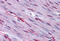 Forkhead Box O3 antibody, MBS243441, MyBioSource, Immunohistochemistry frozen image 