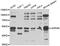 ADP Dependent Glucokinase antibody, abx006906, Abbexa, Western Blot image 