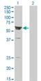 Rho Guanine Nucleotide Exchange Factor 5 antibody, H00007984-M01, Novus Biologicals, Western Blot image 