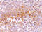 Premelanosome Protein antibody, AM50169PU-T, Origene, Immunohistochemistry frozen image 