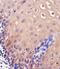 Thioredoxin antibody, MBS9210874, MyBioSource, Immunohistochemistry frozen image 