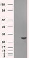 Baculoviral IAP Repeat Containing 7 antibody, TA500761S, Origene, Western Blot image 