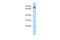 Tripartite Motif Containing 67 antibody, 25-809, ProSci, Western Blot image 