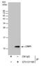 Cysteine Rich Protein 1 antibody, PA5-77922, Invitrogen Antibodies, Immunoprecipitation image 
