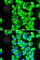 Ribosomal Protein S3A antibody, A5885, ABclonal Technology, Immunofluorescence image 