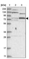 Zinc Finger Protein 287 antibody, NBP1-82360, Novus Biologicals, Western Blot image 