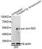 Jun Proto-Oncogene, AP-1 Transcription Factor Subunit antibody, STJ22206, St John