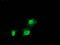 Zinc Finger AN1-Type Containing 2B antibody, M12678, Boster Biological Technology, Immunofluorescence image 