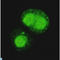 Tripartite Motif Containing 28 antibody, LS-C814132, Lifespan Biosciences, Immunocytochemistry image 