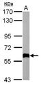 Collagen Type IV Alpha 3 Binding Protein antibody, NBP1-31118, Novus Biologicals, Western Blot image 