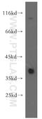 Tetraspanin 5 antibody, 12122-1-AP, Proteintech Group, Western Blot image 