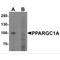 PPARG Coactivator 1 Alpha antibody, MBS153329, MyBioSource, Western Blot image 